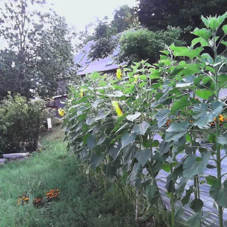 Holiday home Charmant Gite Au Coeur Des Volcans D'auvergne Avec Jardin, Cheminee Et Proche Super-lioran - Fr-1-742-15 *